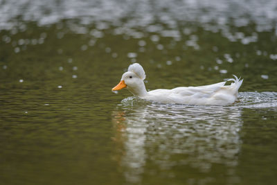 Duck swimming in lake