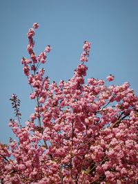 Low angle view of pink flowers on tree