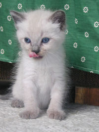 Portrait of cat