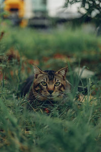 Portrait of cat on field