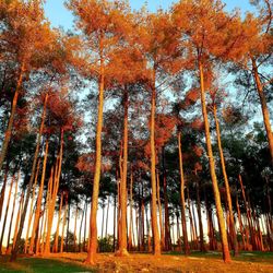 Low angle view of trees in forest during autumn