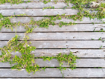 Close-up of ivy growing on old wall