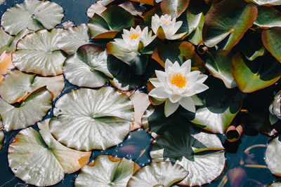 High angle view of water lilies on plant