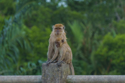 Monkey sitting on a tree