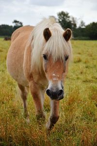 Horse standing in a field