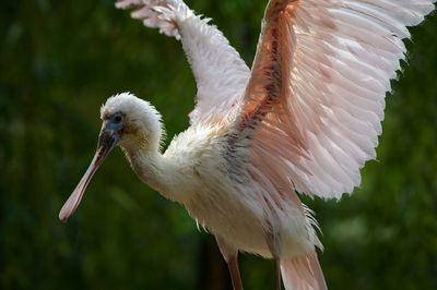 Close-up of a bird