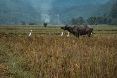 Buffalo and stork play in the fields