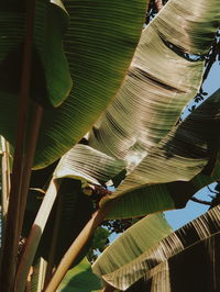 Low angle view of palm tree