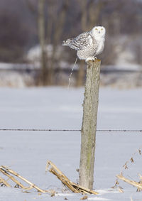 Close-up of owl perching on wooden post