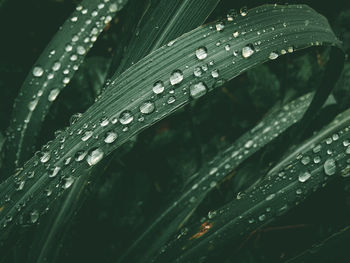 Close-up of raindrops on leaf