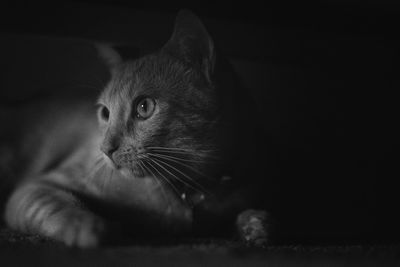 Close-up of cat against black background