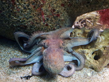 Close-up of fish in sea