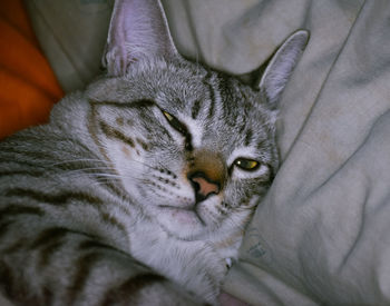 Close-up portrait of a cat