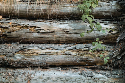 Close-up of log in forest