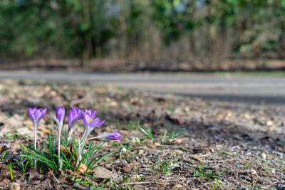 Close-up of purple crocus flowers on field