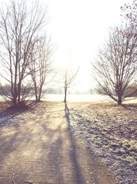 Bare trees on snow covered landscape
