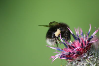 Close-up of bee on flower