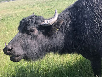 Water buffalo 