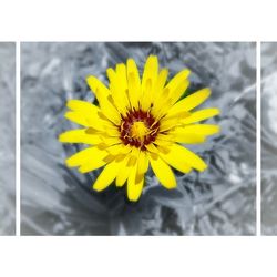 Close-up of yellow flower