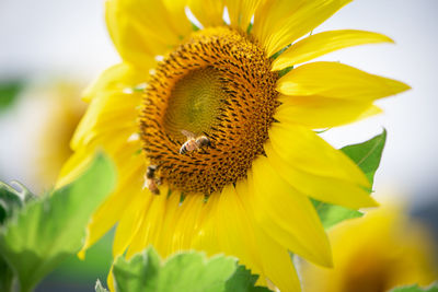 Close-up of honey bee on sunflower