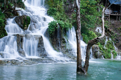 Scenic view of waterfall in forest