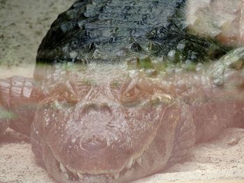 Close-up of turtle in water