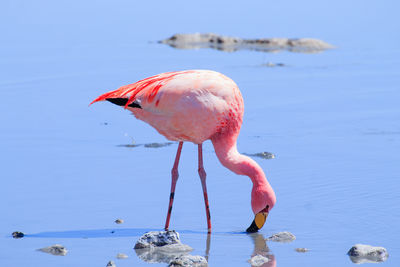 View of birds in lake