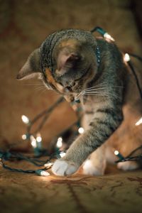 Close-up of cat at christmas