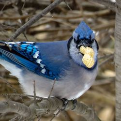 Close-up of bird perching outdoors