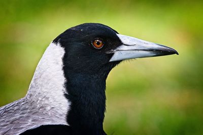 Close-up of a bird looking away