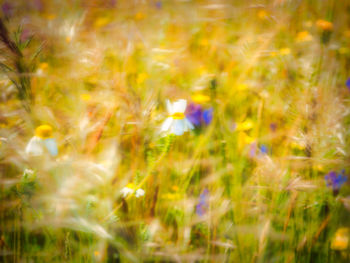 Scenic view of grassy field