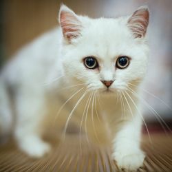 Close-up portrait of cat