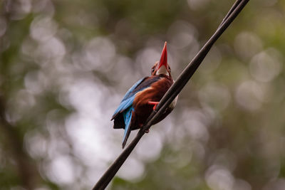 Close-up of bird perching on plant