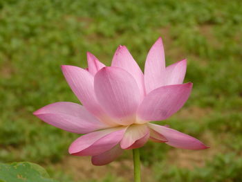 Close-up of pink lotus