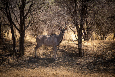 Male greater kudu stands under shady trees