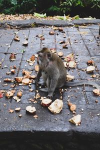 High angle view of squirrel