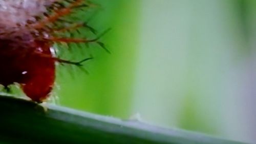 Close-up of insect on plant against sky