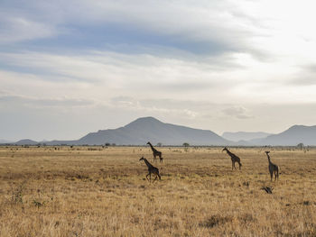 Horses on field against sky