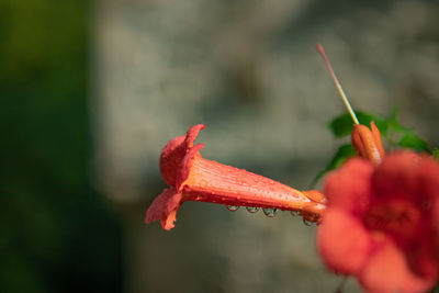 Close-up of red flowering plant
