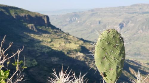 Cactus growing on field in africa