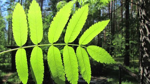 Close-up of green leaves