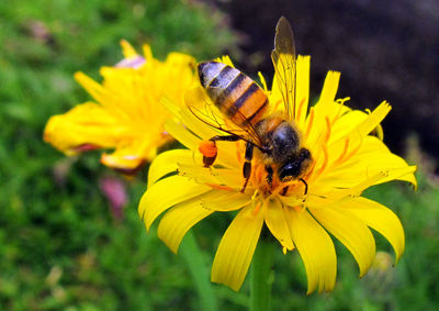 High angle view of honey bee on yellow flower