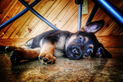 Portrait of dog lying down