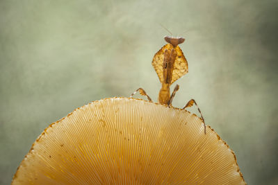 Close-up of yellow flower against blurred background