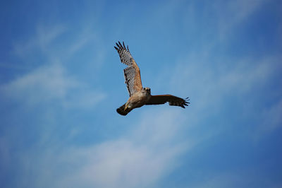 Low angle view of eagle flying against sky