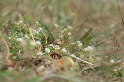 Close up of grass