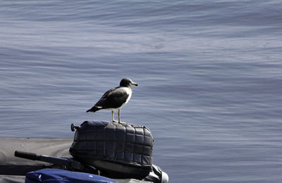 Bird perching on boat in lake