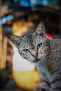 Close-up portrait of a cat