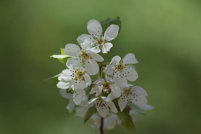 Close-up of white cherry blossom