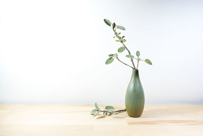 Close-up of plant against white background